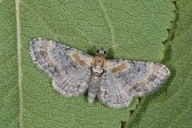 Attēlu rezultāti vaicājumam “Eupithecia tantillaria”