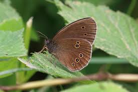 Attēlu rezultāti vaicājumam “Aphantopus hyperantus upperside”