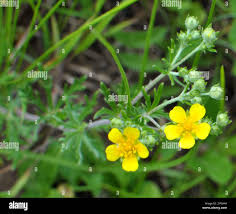 Attēlu rezultāti vaicājumam “Potentilla argentea flower”