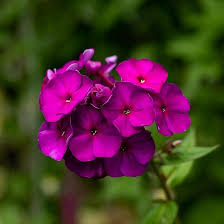 Attēlu rezultāti vaicājumam “Phlox paniculata”