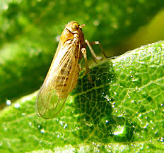 Attēlu rezultāti vaicājumam “Thecabius affinis imago”