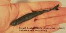 Natural Born Record Holders: Smallest shark.