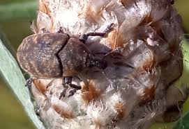 Attēlu rezultāti vaicājumam “Larinus sp.”
