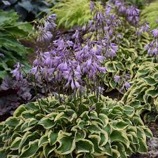 Image result for Hosta Warpaint