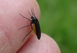 Attēlu rezultāti vaicājumam “Sciara analis”