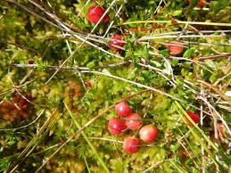 Attēlu rezultāti vaicājumam “Oxycoccus bud”