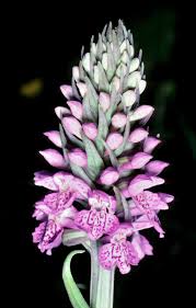 Attēlu rezultāti vaicājumam “Dactylorhiza majalis subsp. baltica flower”