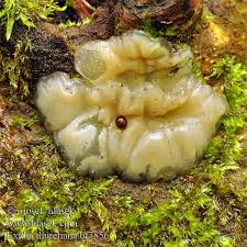 Attēlu rezultāti vaicājumam “Exidia thuretiana”