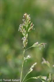 Attēlu rezultāti vaicājumam “Poa remota leaf”