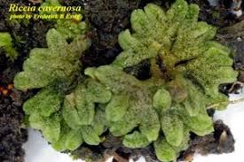 Attēlu rezultāti vaicājumam “Riccia cavernosa”