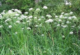 Attēlu rezultāti vaicājumam “Sium latifolium”