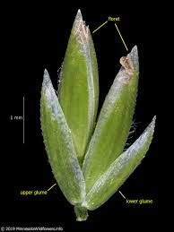 Attēlu rezultāti vaicājumam “Poa remota bud”