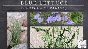 Attēlu rezultāti vaicājumam “Lactuca tatarica bud”