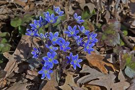 Attēlu rezultāti vaicājumam “Hepatica nobilis flower”