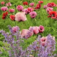 Attēlu rezultāti vaicājumam “Papaver”