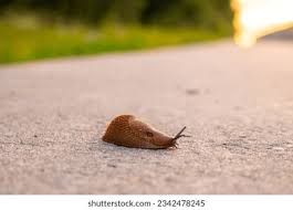 Attēlu rezultāti vaicājumam “Arion lusitanicus adult”