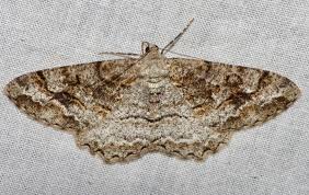 Attēlu rezultāti vaicājumam “Alcis repandata”