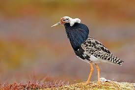 Attēlu rezultāti vaicājumam “Philomachus pugnax adult”