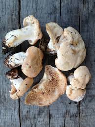 Attēlu rezultāti vaicājumam “Hydnum repandum”