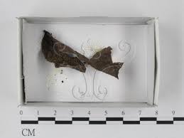 Attēlu rezultāti vaicājumam “Craterium aureum”