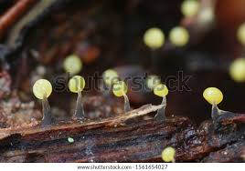 Attēlu rezultāti vaicājumam “Physarum viride var. incanum stalked”