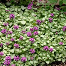 Attēlu rezultāti vaicājumam “Lamium maculatum flower”