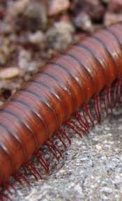 Attēlu rezultāti vaicājumam “Diplopoda”