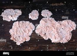 Attēlu rezultāti vaicājumam “Corticium roseum”