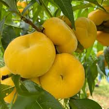 Image result for donut peach