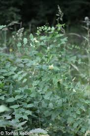 Attēlu rezultāti vaicājumam “Vicia pisiformis”