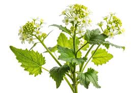 Attēlu rezultāti vaicājumam “Sinapis alba”