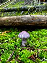 Attēlu rezultāti vaicājumam “Cortinarius traganus”