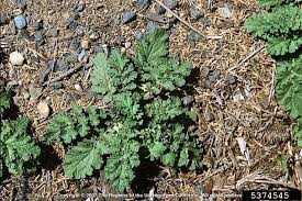 Attēlu rezultāti vaicājumam “Jacobaea vulgaris leaf”