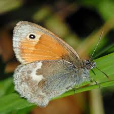 Attēlu rezultāti vaicājumam “Coenonympha pamphilus”