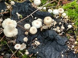 Attēlu rezultāti vaicājumam “Collybia cirrhata”