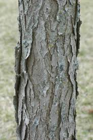 Attēlu rezultāti vaicājumam “Gymnocladus dioicus bud”