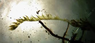 Attēlu rezultāti vaicājumam “Cephalozia bicuspidata”