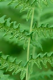 Attēlu rezultāti vaicājumam “Thelypteris palustris”