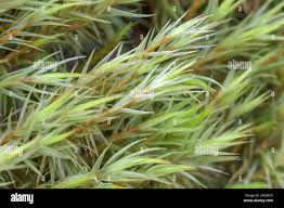 Attēlu rezultāti vaicājumam “Dicranum leioneuron”