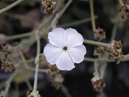Image result for Lychnis coronaria alba