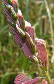 Attēlu rezultāti vaicājumam “Onobrychis arenaria fruit”