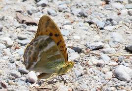 Attēlu rezultāti vaicājumam “Argynnis paphia underside”