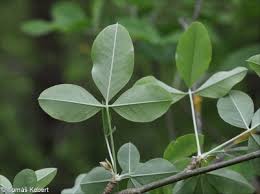 Image result for Laburnum anagyroides