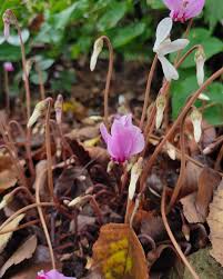 Attēlu rezultāti vaicājumam “Cyclamen hederifolium”