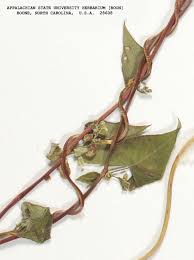 Attēlu rezultāti vaicājumam “Fallopia dumetorum leaf”