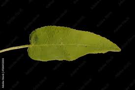 Attēlu rezultāti vaicājumam “Campanula glomerata leaf”