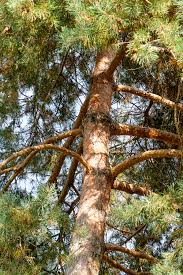 Attēlu rezultāti vaicājumam “Pinus sylvestris var. turfosa”