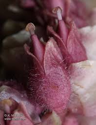 Attēlu rezultāti vaicājumam “Lathraea squamaria bud”