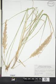 Attēlu rezultāti vaicājumam “Calamagrostis epigeios”