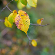 Attēlu rezultāti vaicājumam “Ulmus laevis leaf”